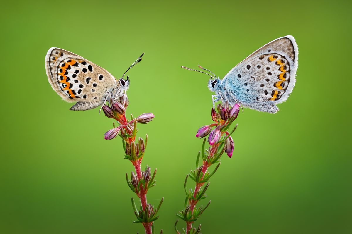 Qasim Syed gives advice on shooting macro photography