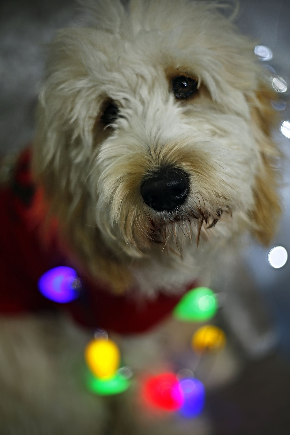 Goldendoodle festive photoshoot bokeh christmas lights santa hat