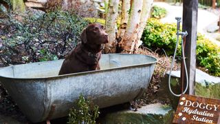 Dog in tin bath outside at The Fish Hotel