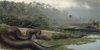 The extinct giant snake (shown in an artist s reconstruction) would have sent even Hollywood s anacondas slithering away. Researchers conservatively estimate the snake weighed about 2,500 pounds (1,140 kg) and measured nearly 43 feet (13 meters) from nose