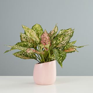 Aglaonema Plants.com