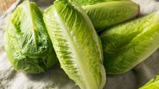 Four heads of harvested romaine lettuce ready for chopping