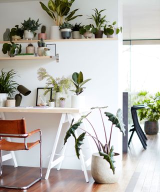 collection of houseplants in a home office space