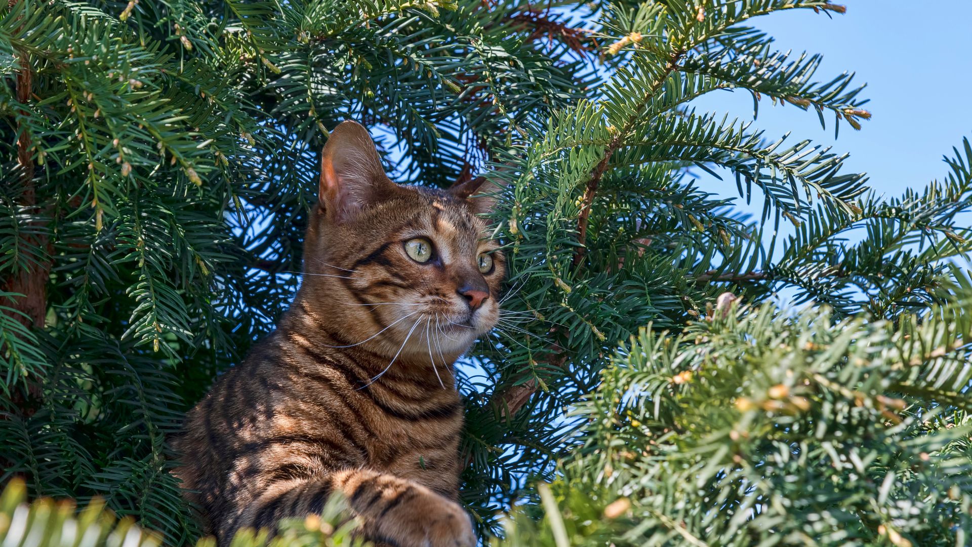 Toyger cat playing in a tree