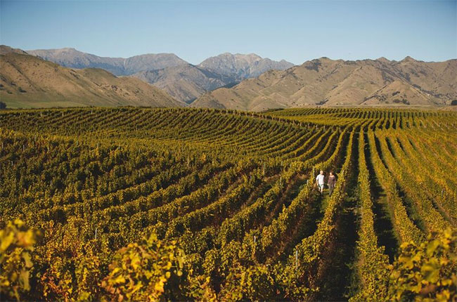 Churton vineyard and winery in New Zealand