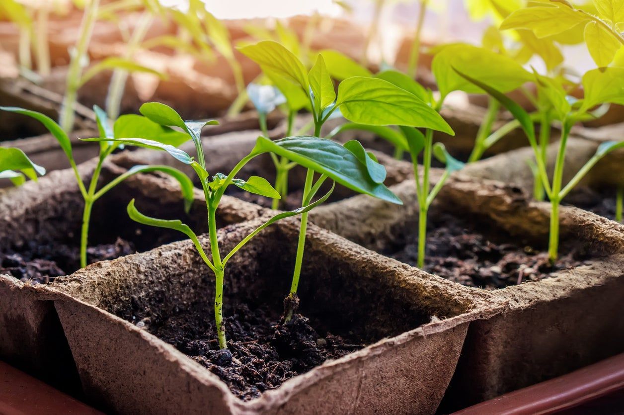 Cardboard Containers Of Sprouting Seedlings