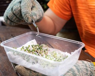 Transplanting seeds that have sprouted on paper towel