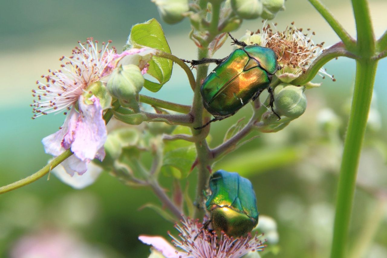 Chafer Insects On Rose Bush