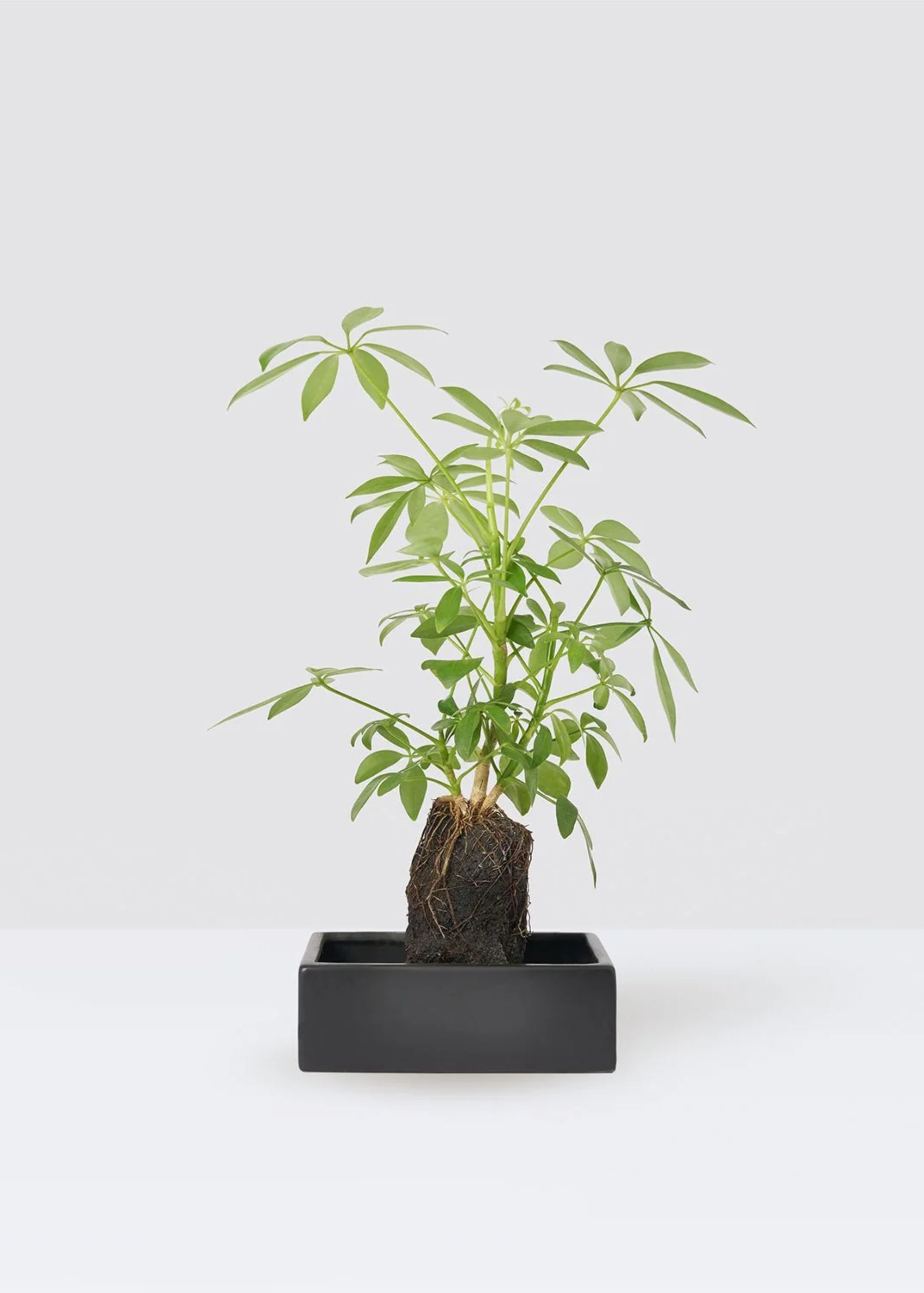 Patch Plants, Schefflera