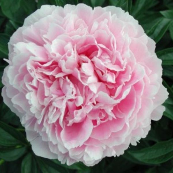 Sarah Bernhardt Peony - #2 Container