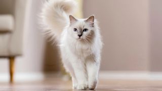 Birman