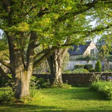 trees in garden in front of stone wall and house