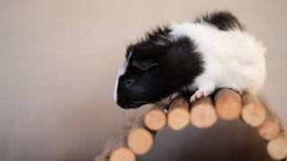 Guinea pig walking on a wooden toy