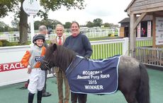 Shetland pony gold cup