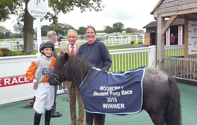 Shetland pony gold cup