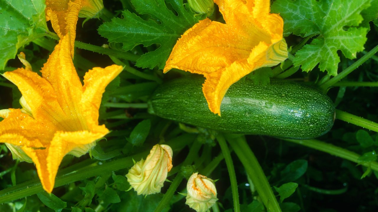 Growing courgette