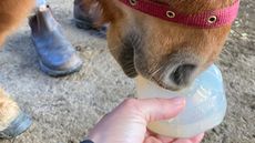 FormaHoof-Replace-and-Donate-Program.jpg