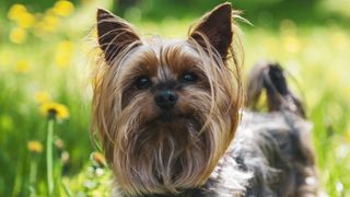 yorkshire terrier