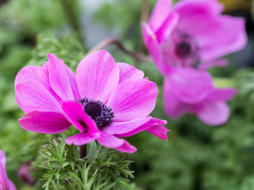 7 Best Spring Bulbs for Cut Flowers —"You'll Fill Vases for Weeks