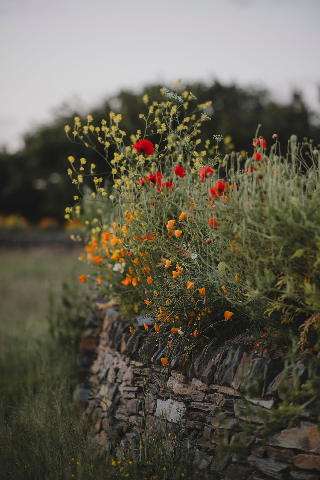 Cornish eco-cabin site by Darren Hawkes, leafy flowering meadow