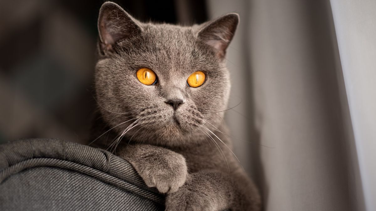 32 fun facts about British shorthair cats | PetsRadar