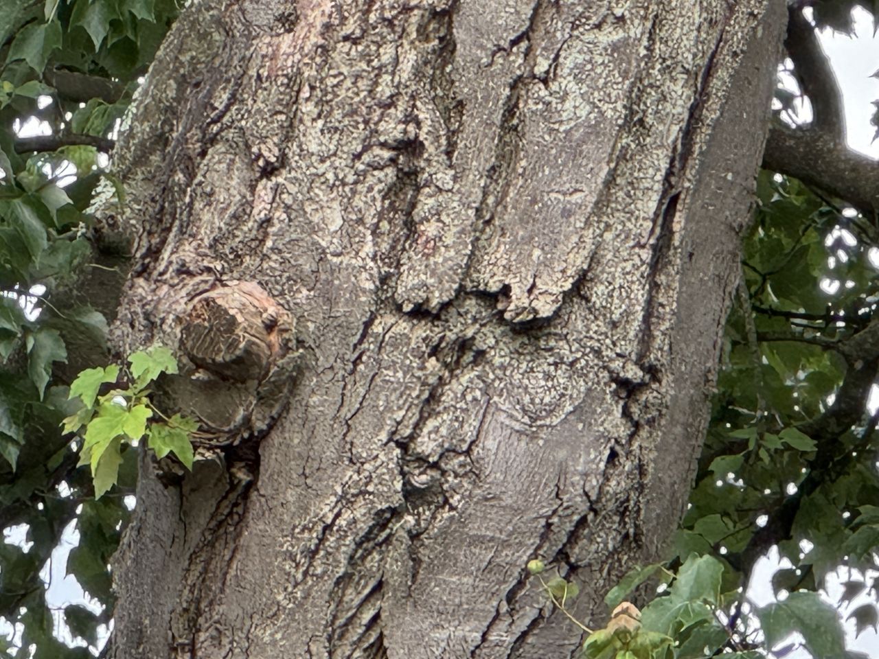 Apple iPhone 15 Pro zoom sample.