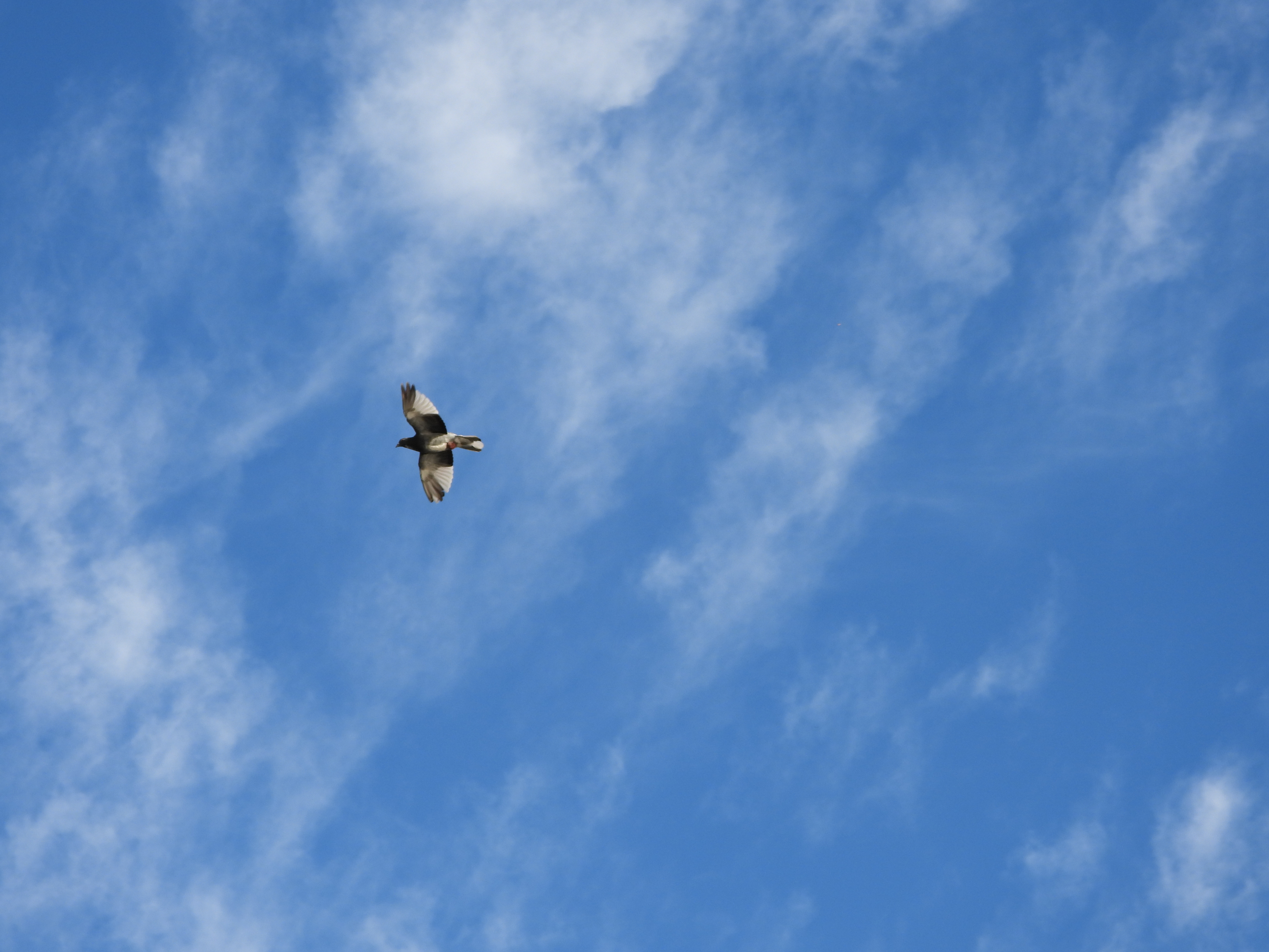 A photo taken on a Nikon Coolpix P1100 digital camera