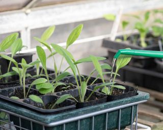 Watering a tray of black-eyed Susan seedlings