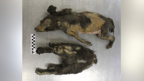 14,000-year-old ice age 'puppies' were actually wolf sisters that dined on woolly rhino for last meal