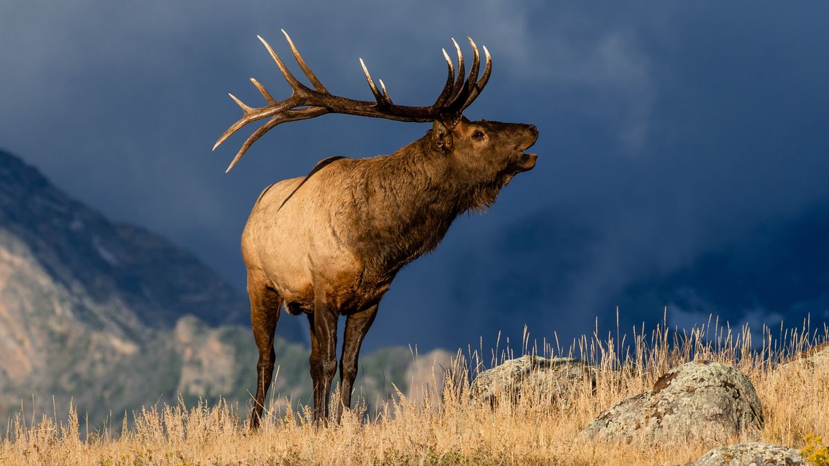 Colorado tourist learns the hard way that elk aren't your friends