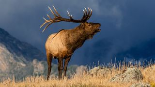 Bull elk at Rocky Mountain National Park, Colorado, USA