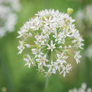 Garlic Chives