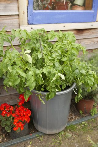 Fully grown potato plant in bin planter