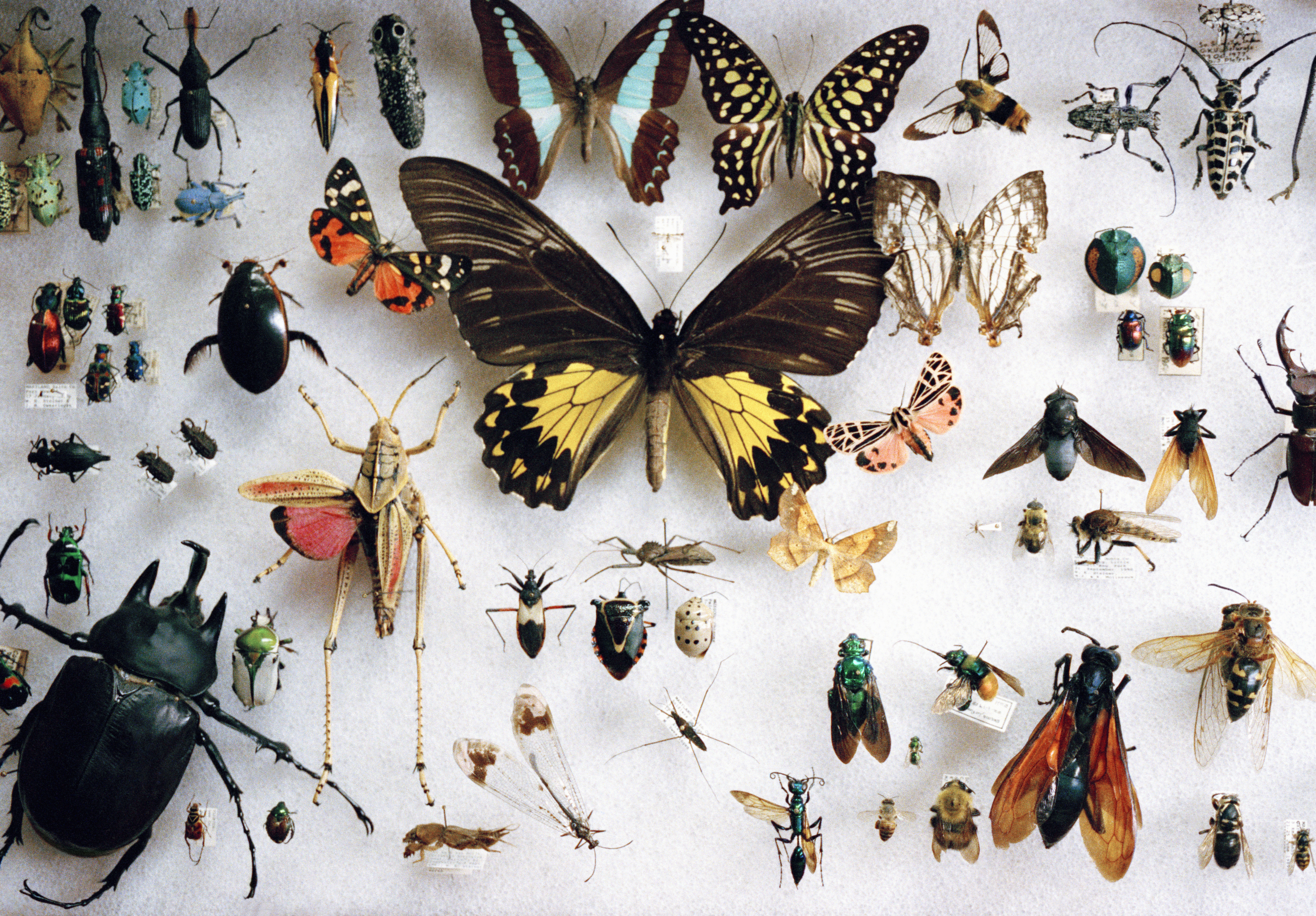 Preserved butterflies and other insects