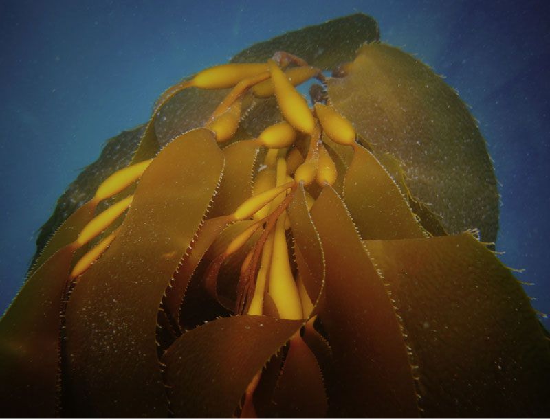 Brown seaweed, also called kelp, hold sugars that can be made into biofuels. A new system allows microbes to convert a previously inaccessible form of sugar in leaves like these into ethanol. 