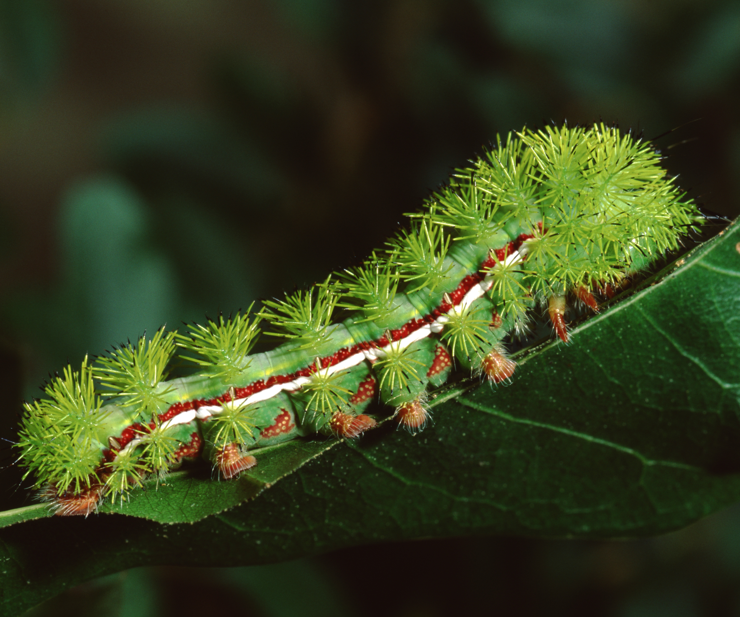 Io Moth Caterpillar (Automaris Io). Photographed by acclaimed wildlife photographer and writer, Dr. William J. Weber.
