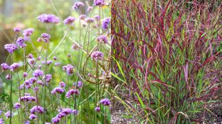 picture of verbena and panicum in gardens