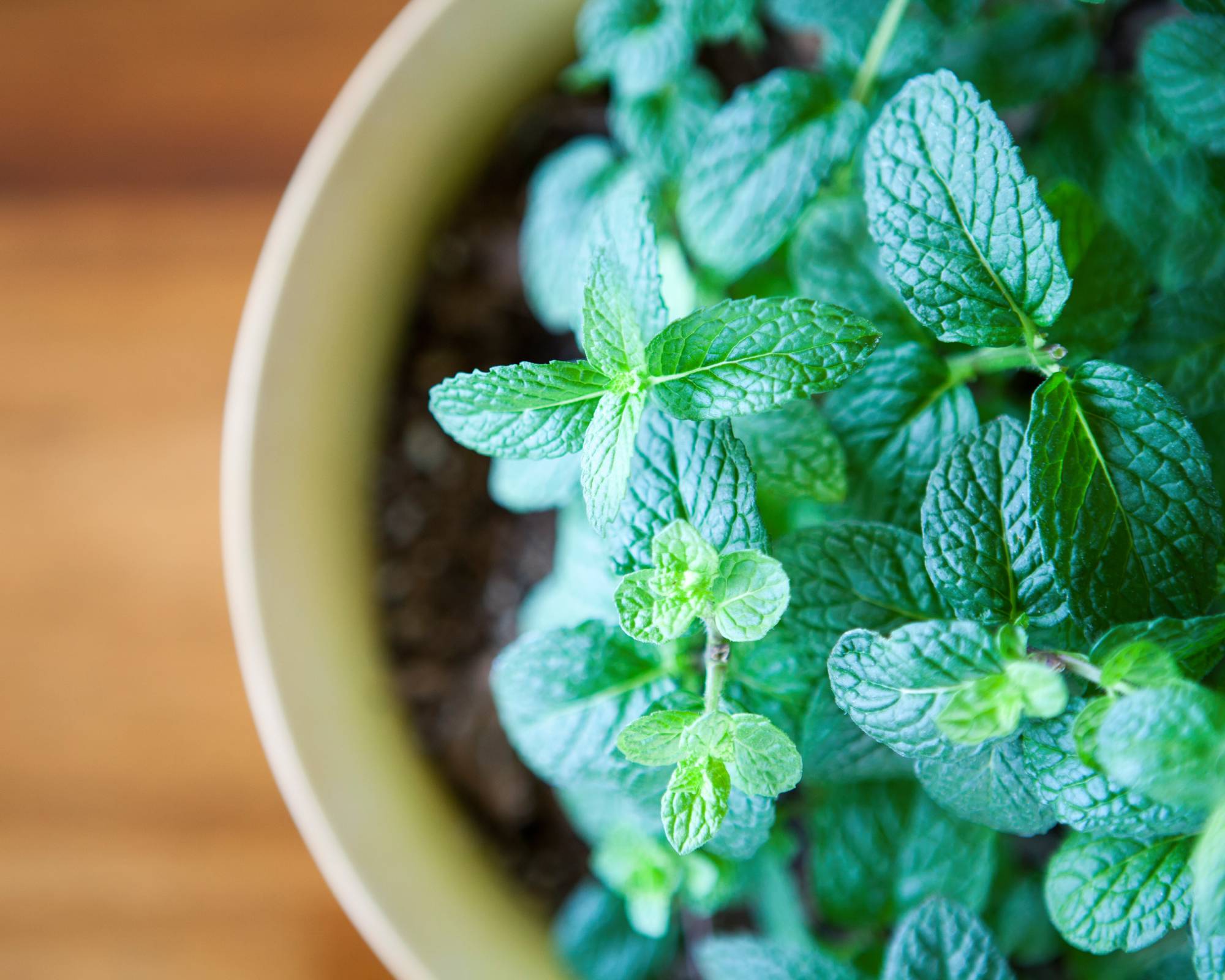 Indoor potted mint plant