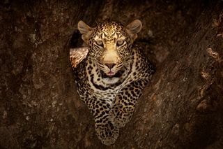 Yala in Sri Lanka is a great place to photograph a leopard. Image: Ozkan Ozmen, Getty Images