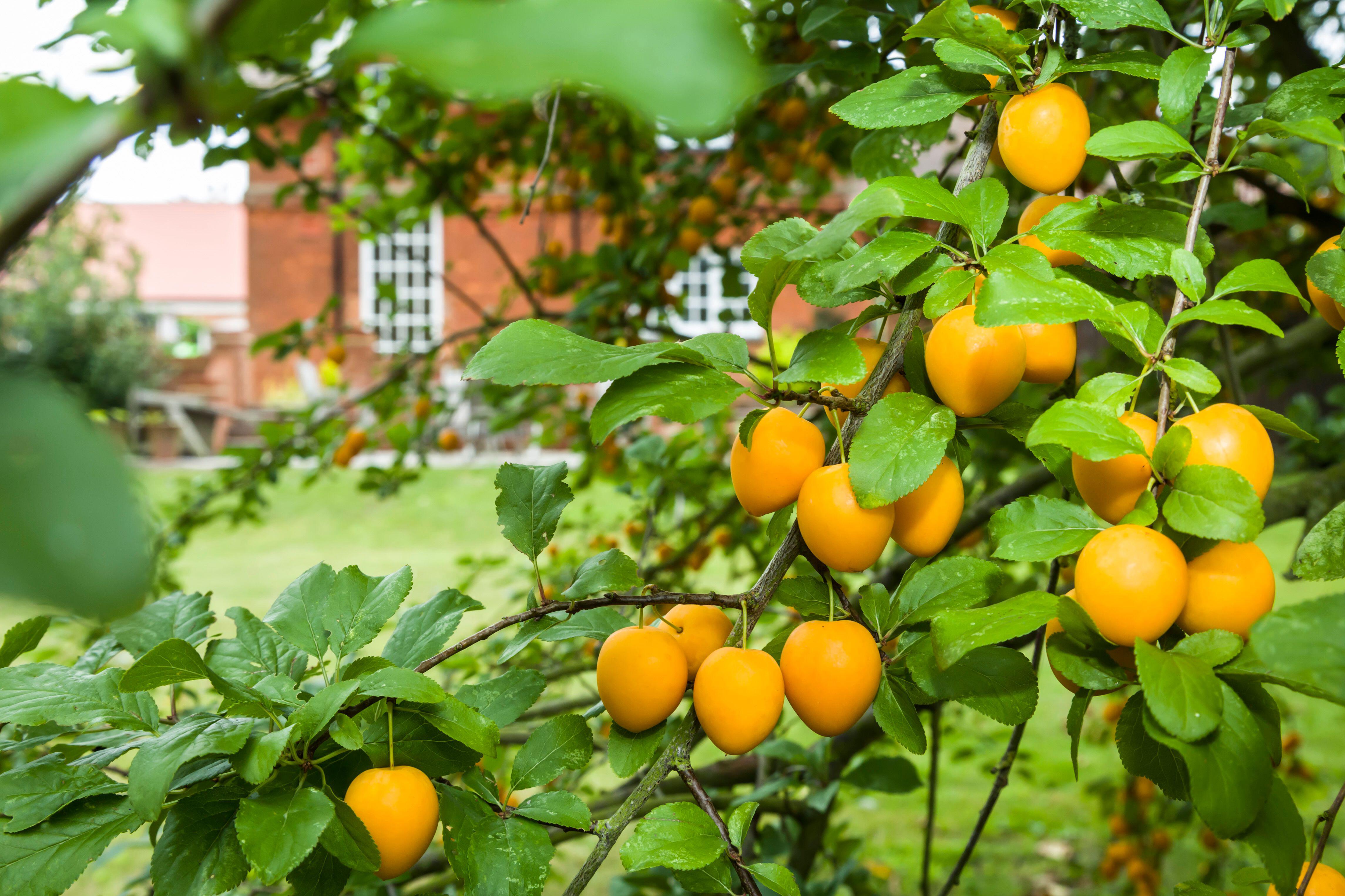 Closeup of a mirabelle plum fruit tree in a UK orchard garden with house in the background
