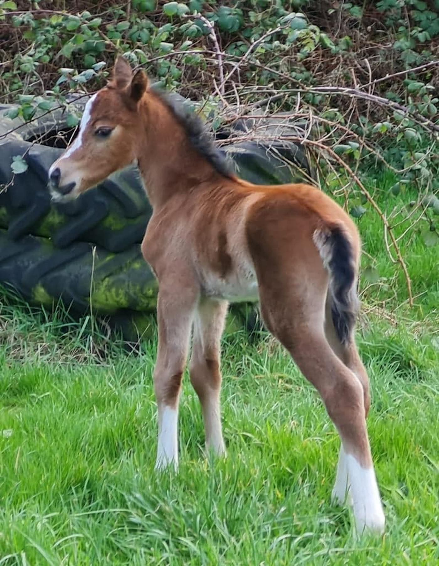 Mare gives birth to filly after recovering from grass sickness