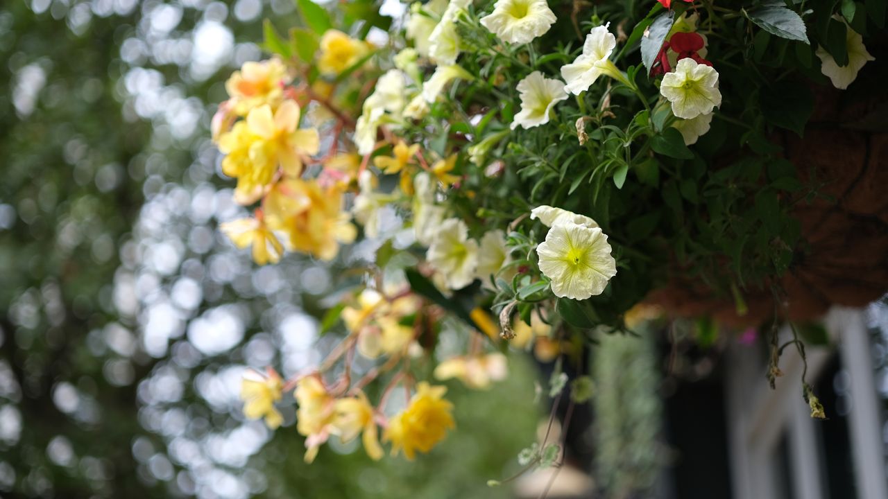 Some fake flowers in London's Trafalgar Square shot with the Fujifilm XF33mm f/1.4 lens