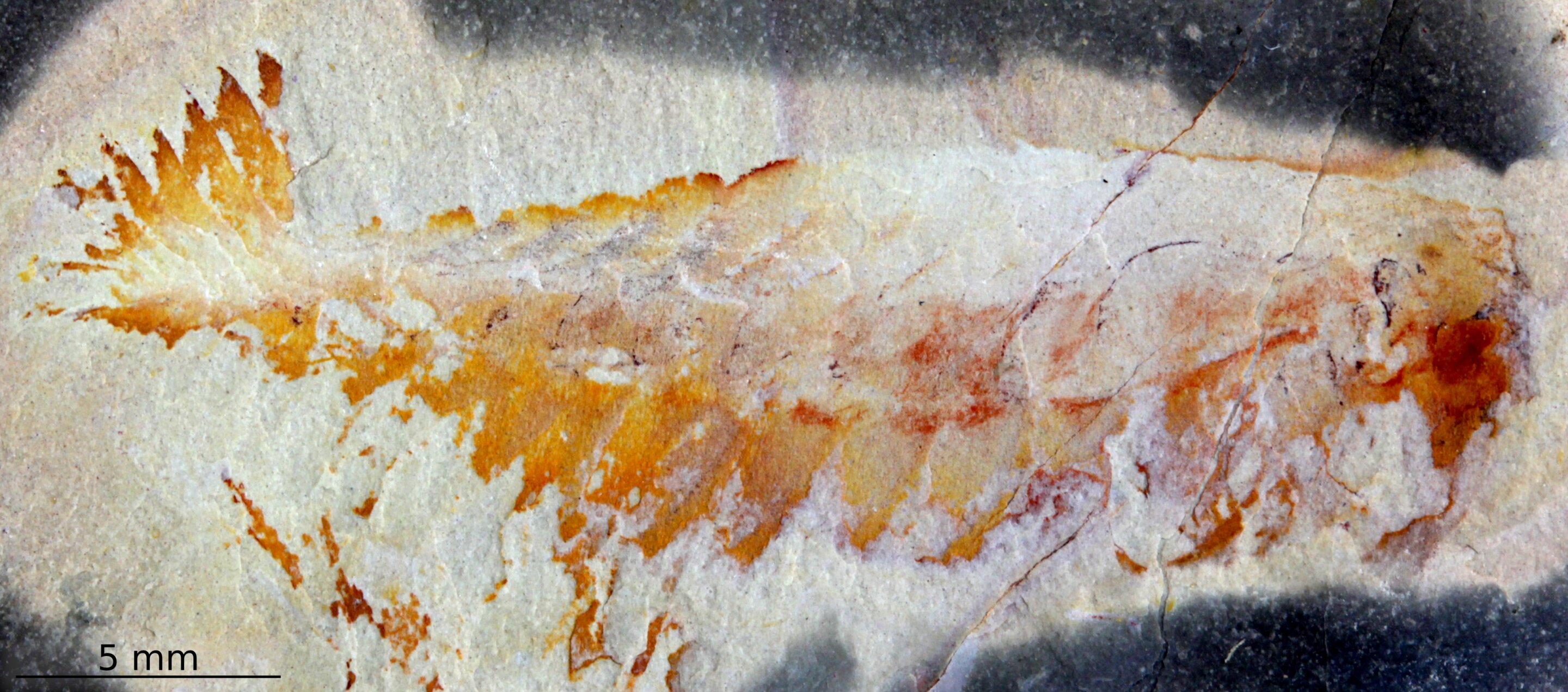 The fossil of Utaurora comosa, found in Utah's Wheeler Formation