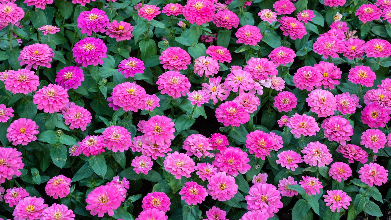 pink zinnia flowers in full bloom