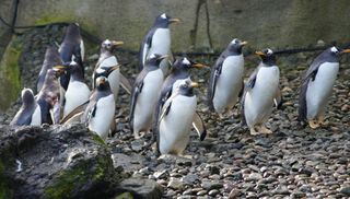 Belfast Zoo, gentoo penguins