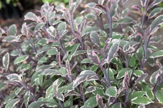 Salvia officinalis Variegated - Sage