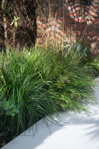 patio edged with ornamental grasses