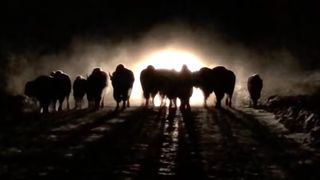 Bison on road at night in headlamps
