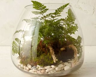 Polished Drop Terrarium from Anthropologie