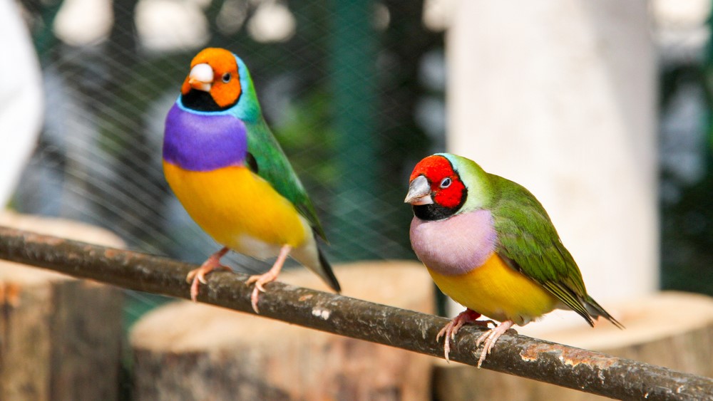 Two differently colored Gouldian finches on a branch.